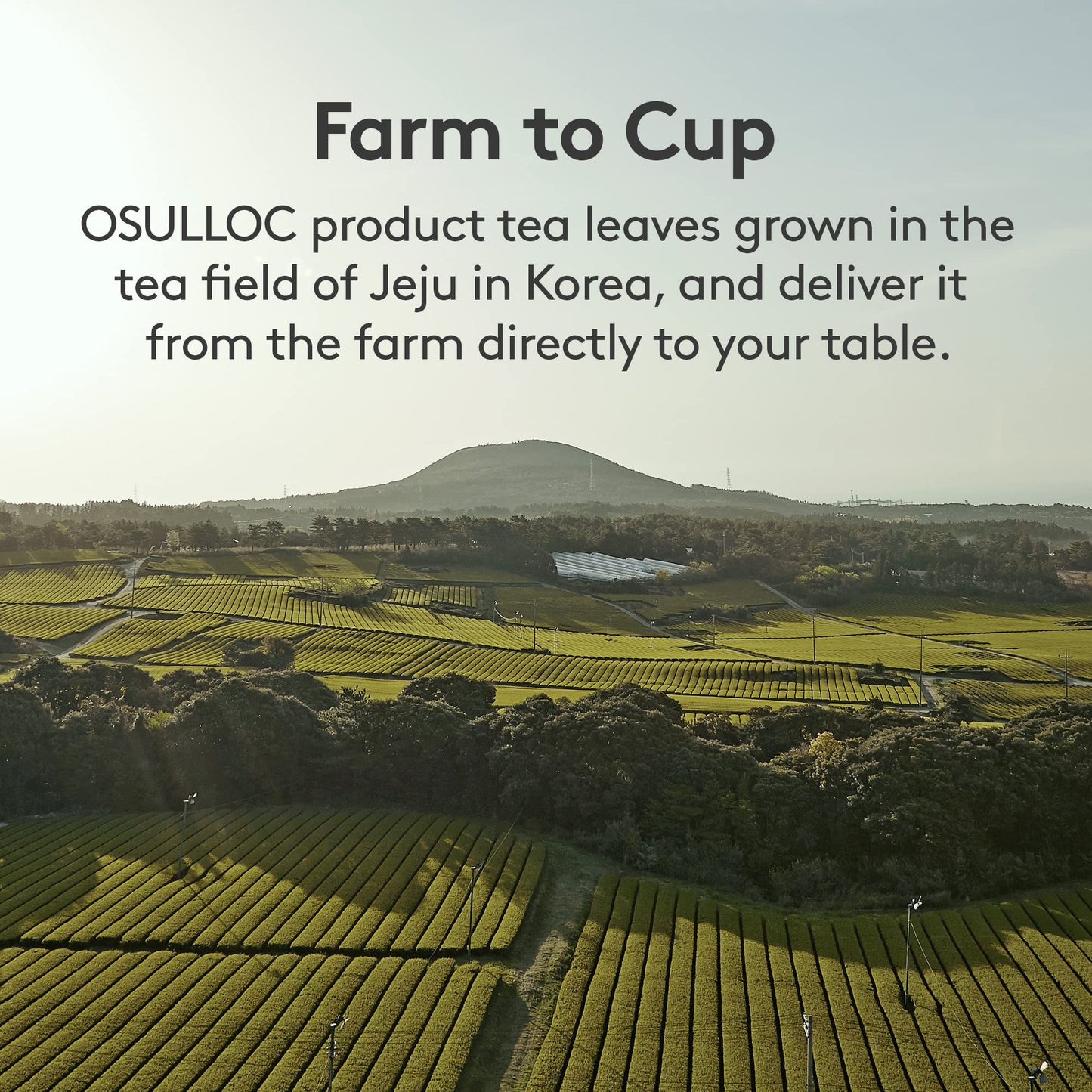 OSULLOC Green Tea Biscuits